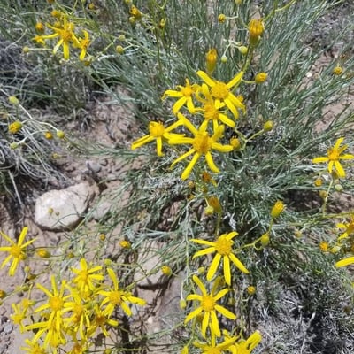 Senecio flaccidus — flower