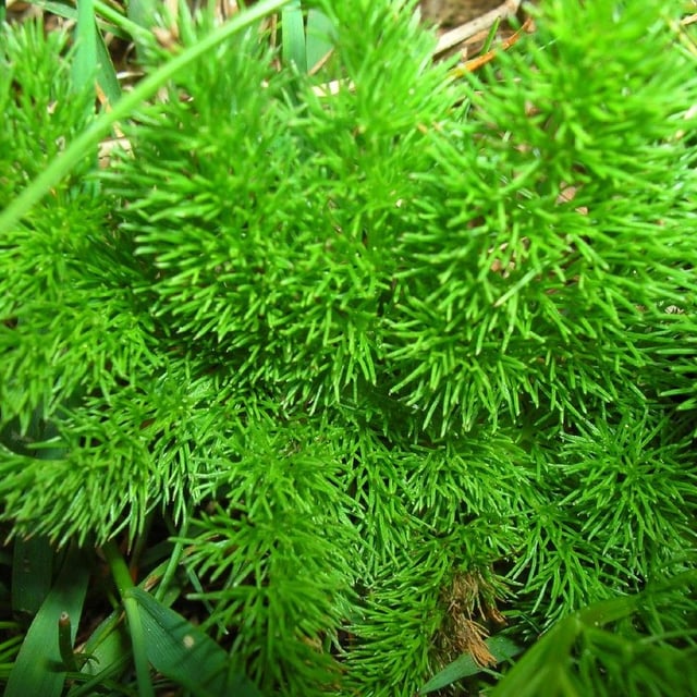 Meum athamanticum — flower