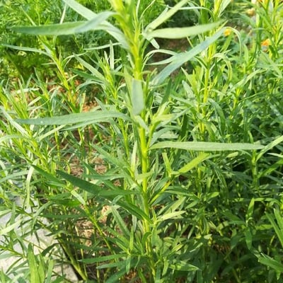 Artemisia dracunculus — flower