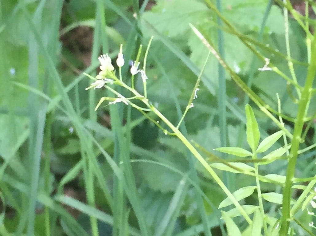 Narrow-leaf bittercress