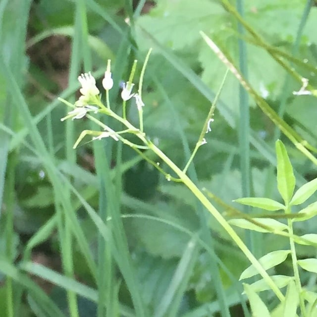 Cardamine impatiens — flower