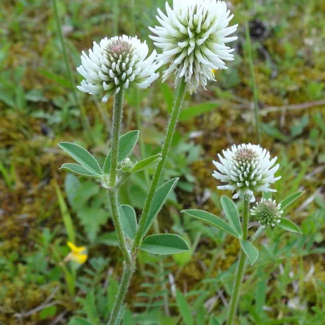 Trifolium montanum — flower