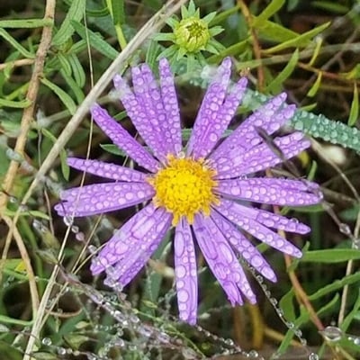Aster alpinus — flower