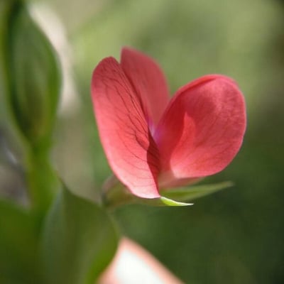 Lathyrus cicera — flower