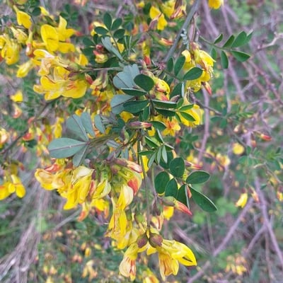Hippocrepis emerus — flower