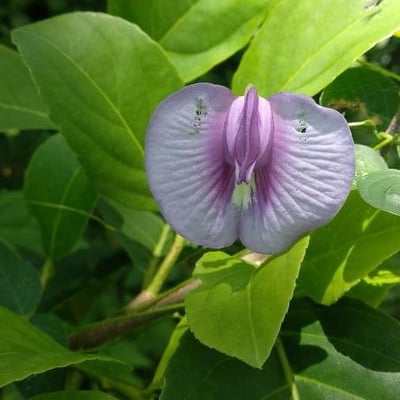 Centrosema pubescens — flower