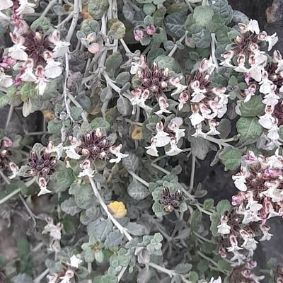 Teucrium buxifolium — flower