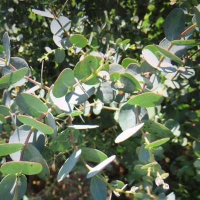 Eucalyptus polyanthemos — flower