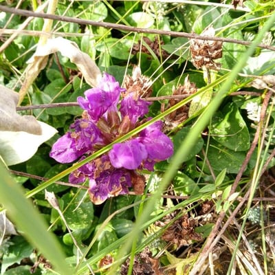 Prunella grandiflora — flower