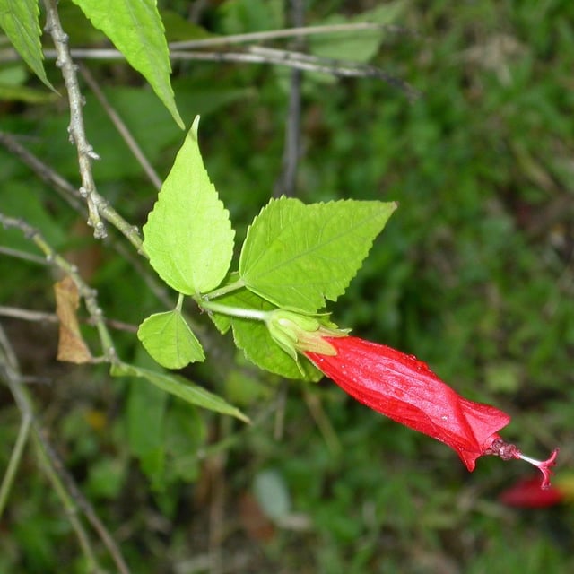 Malvaviscus arboreus — flower