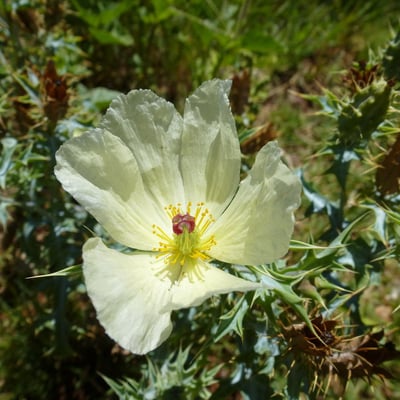 Argemone ochroleuca — flower