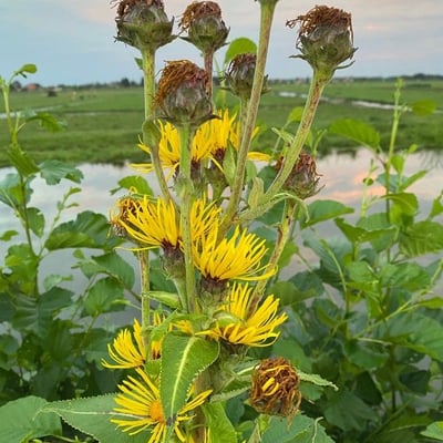 Inula helenium — flower