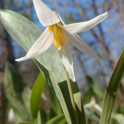 Erythronium albidum — flower