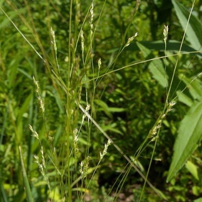 Agrostis hyemalis — fruit