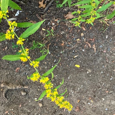 Solidago caesia — flower