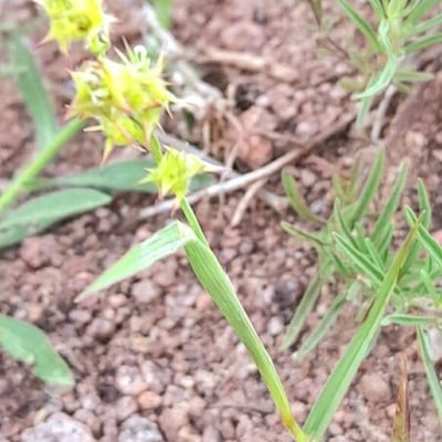 Cenchrus spinifex — habit