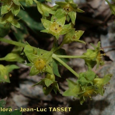 Alchemilla fissa — flower