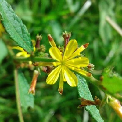 Triumfetta rhomboidea — flower