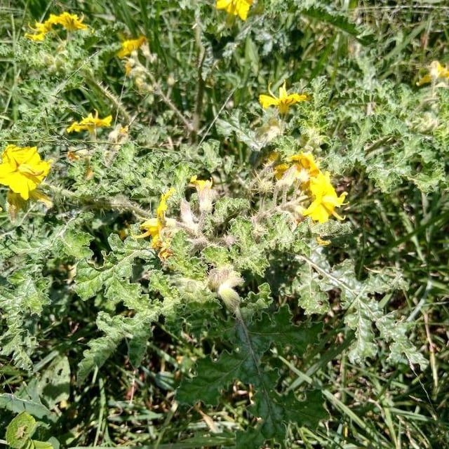 Solanum rostratum — flower
