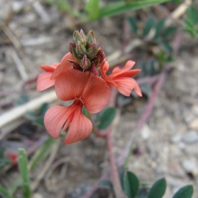 Indigofera miniata — flower