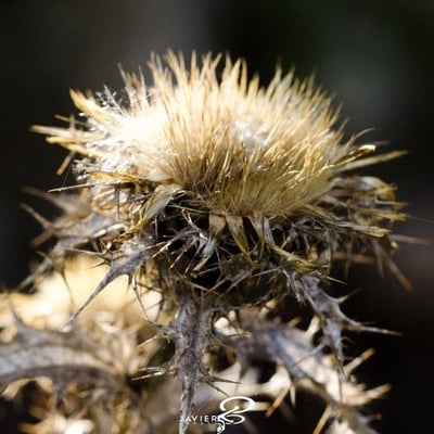 Carlina hispanica — flower