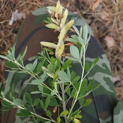 Chamaecytisus ruthenicus — fruit