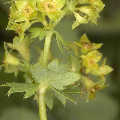 Alchemilla filicaulis — flower