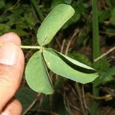 Crotalaria incana — flower