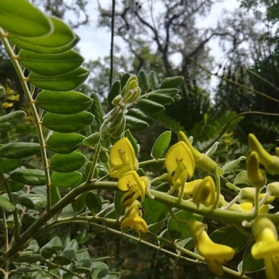Sophora tomentosa — flower