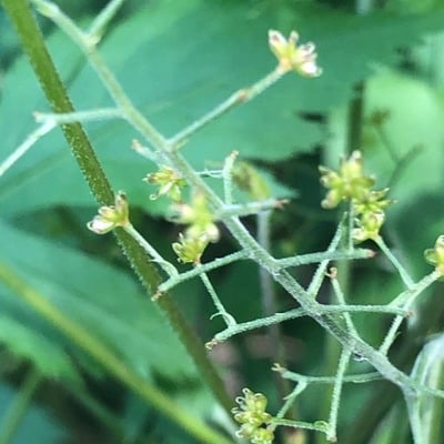 Xanthorhiza simplicissima — flower