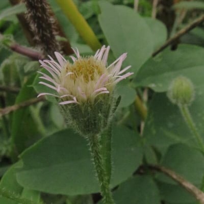 Erigeron acris — flower