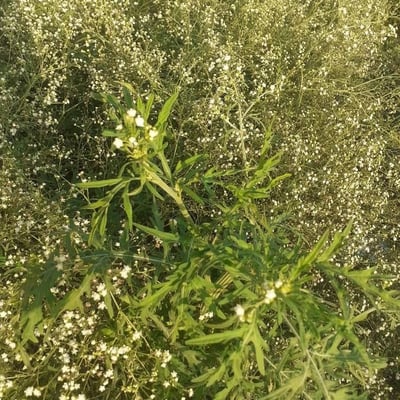 Parthenium hysterophorus — flower