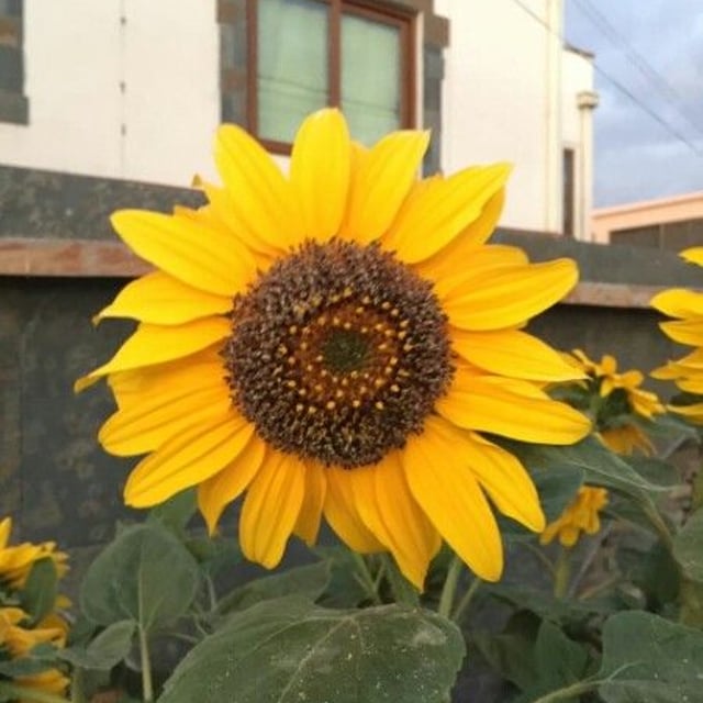 Helianthus annuus — flower