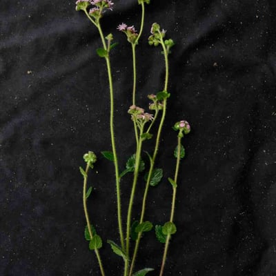 Conocliniopsis prasiifolia — leaf