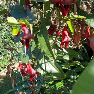 Kennedia rubicunda — flower