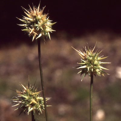 Echinaria capitata — flower