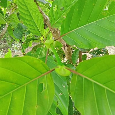 Sarcocephalus latifolius — leaf