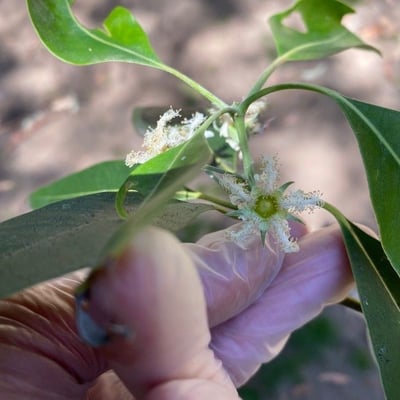 Lophostemon confertus — flower