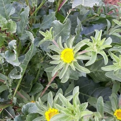 Asteriscus aquaticus — flower