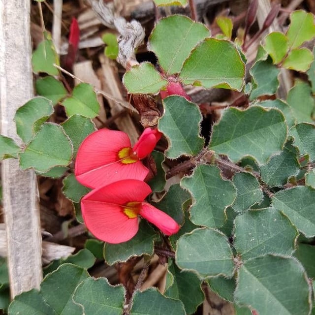 Kennedia prostrata — flower