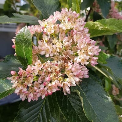 Chamaemespilus alpina — flower