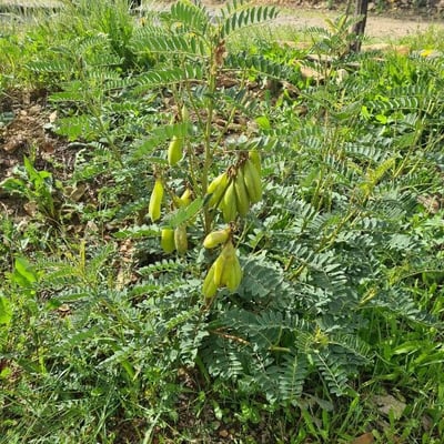 Astragalus penduliflorus — flower