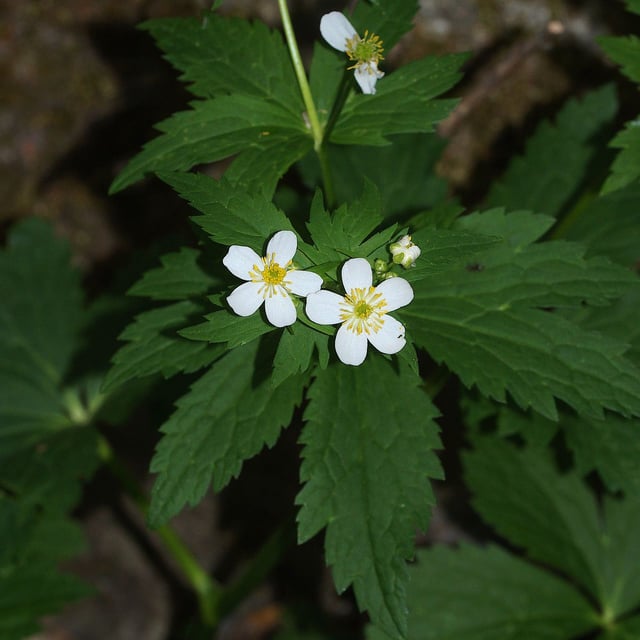 Ranunculus aconitifolius — flower