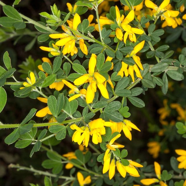 Genista monspessulana — flower