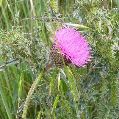 Carduus nigrescens — flower