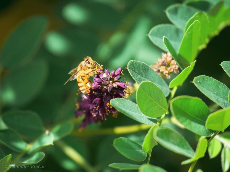 Leadplant