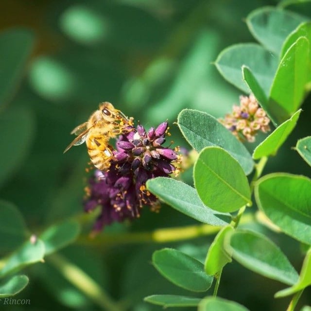Amorpha canescens — flower