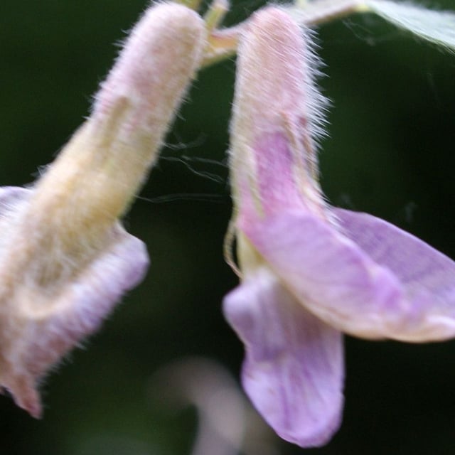 Vicia pannonica — flower
