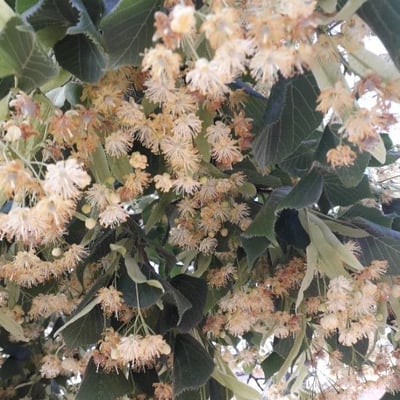 Tilia platyphyllos — flower
