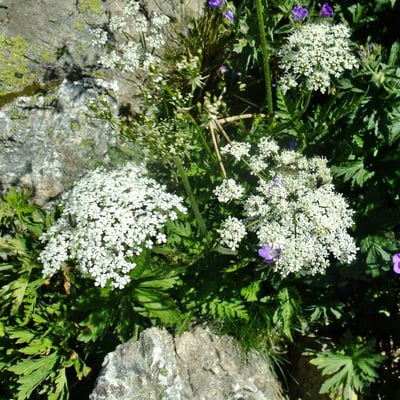 Chaerophyllum villarsii — flower